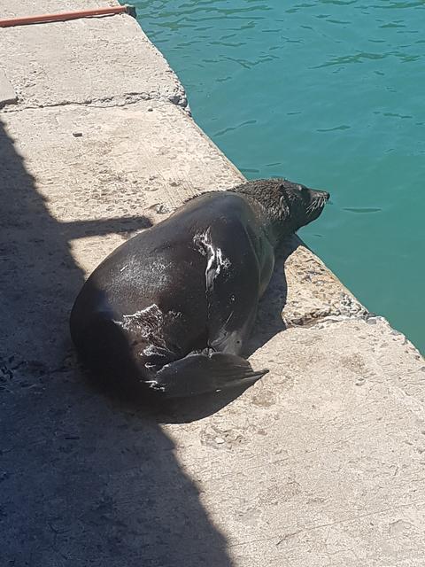 DÍA 3: PENINSULA DEL CABO - Sudáfrica y Seychelles 2018 - Una Honeymoon llena de vida (24)