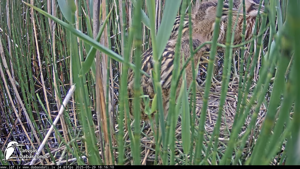 LDF Lielais dumpis (Botaurus stellaris) Zemītes pagastā 18-2-35 screenshot