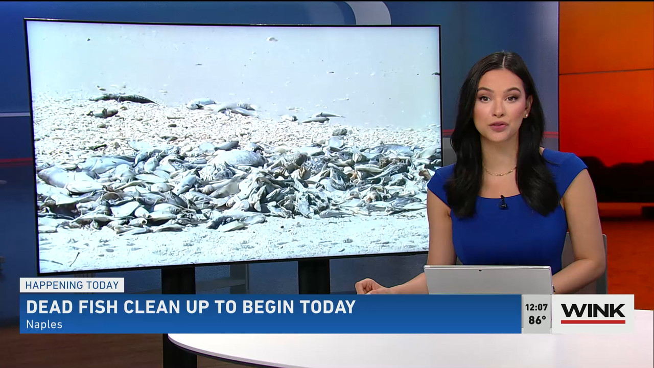 03.03 - 17.00.00 - The WINK Noon News  ᴺᵉʷ. Midday news update..ts_snapshot_13.23.889