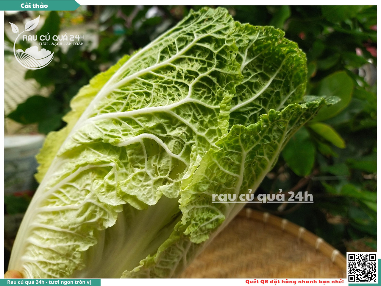 Cải Thảo 19