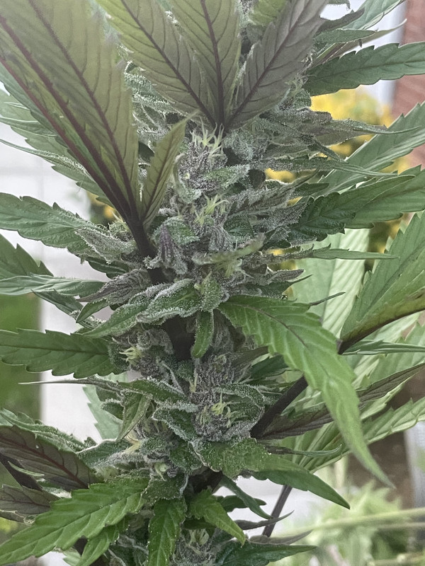 E05482BB-454D-4D77-BF91-EDC725107881