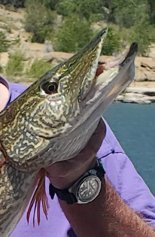 Screenshot_20230618-130409_Gallery