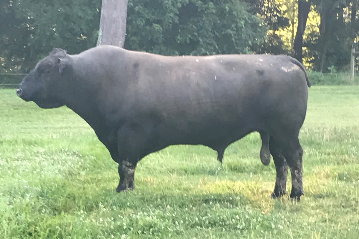 Balgain of Wye 2019