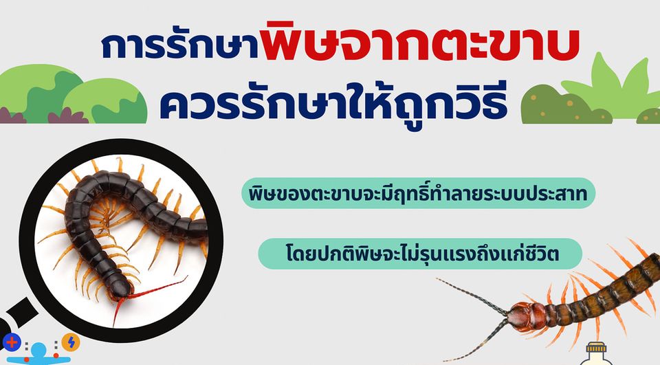 แพทย์ผิวหนังแนะนำการรักษาพิษจากตะขาบควรรักษาให้ถูกวิธี