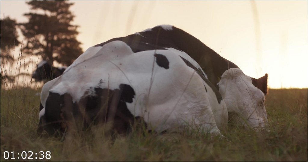 Cow-2021-2160p-WEBRip-3500-MB-DDP5-1-x264-Galaxy-RGTGx.jpg