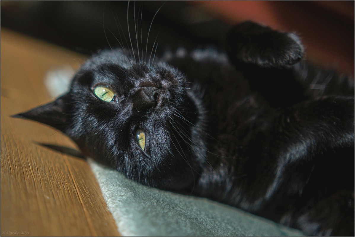 XT4F0085 2023 Gottwill LR ERWZ FB