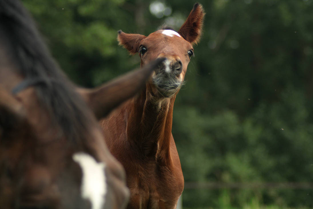 foal-stock-86-by-bundy-stock-d3k5ihd-pre.jpg