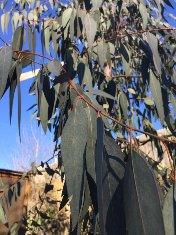 Eucalyptus - Stránka 2 52008339-722022231616432-7105025245127376896-n