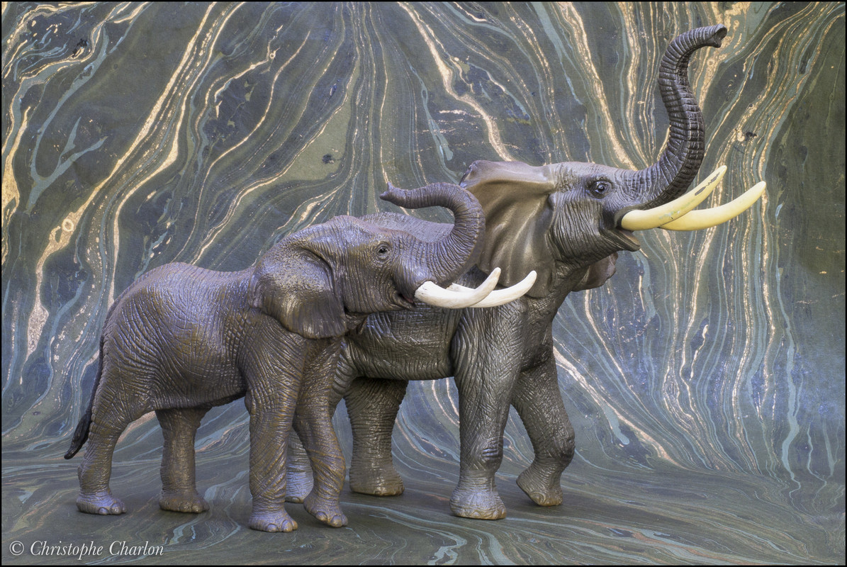 Mojo 2021 African elephant: a Walkaround by Kikimalou Mojo-381005-African-elephant-16