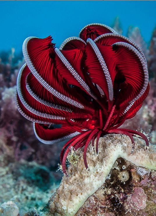 red-ribbon-coral.jpg