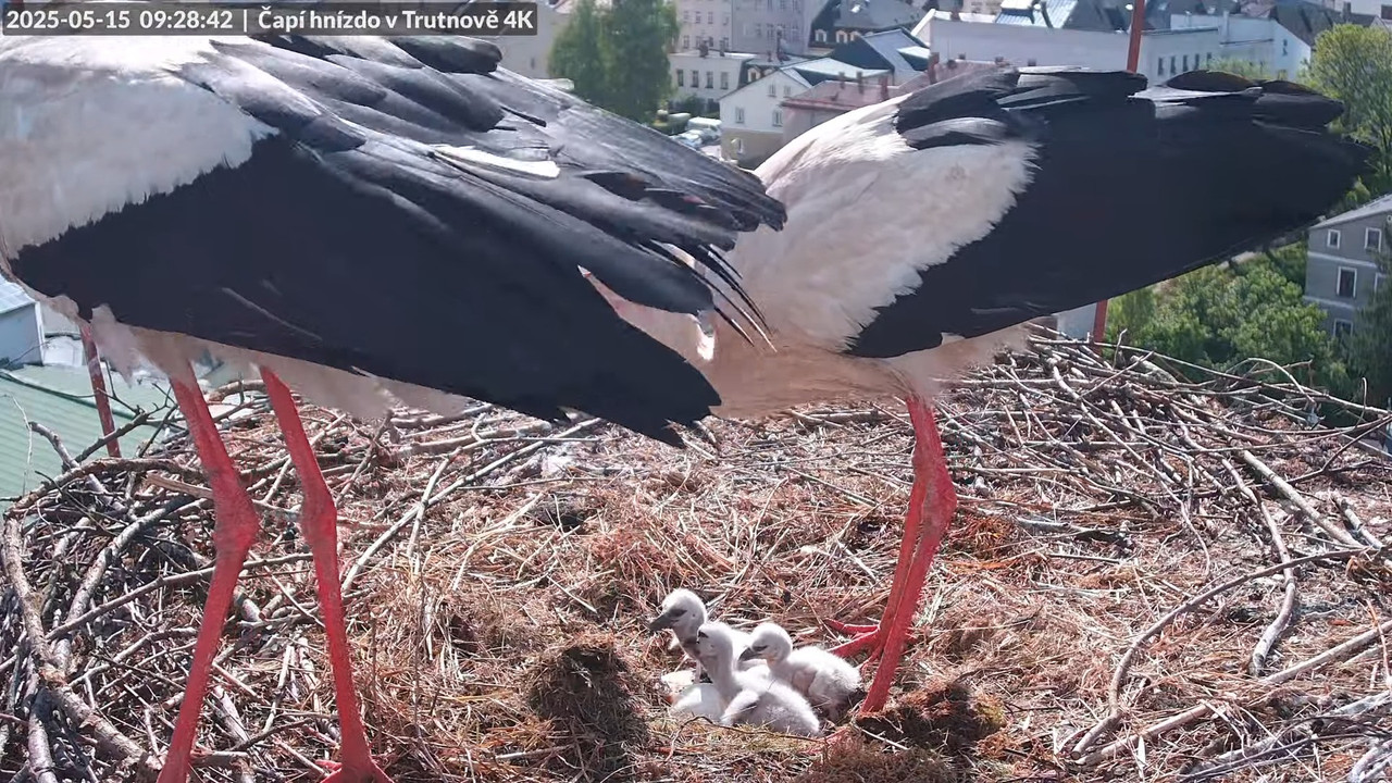 Tiešraide no stārķa ligzdas uz alus darītavas skursteņa Trutnovā 10-27-8 screenshot