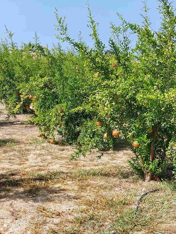 0-02-05-673fd2a3afec2cb53a4a6e097b585f5d161a7d05fe347323014e5fe1bf1b69b1_f66ac07da109305f