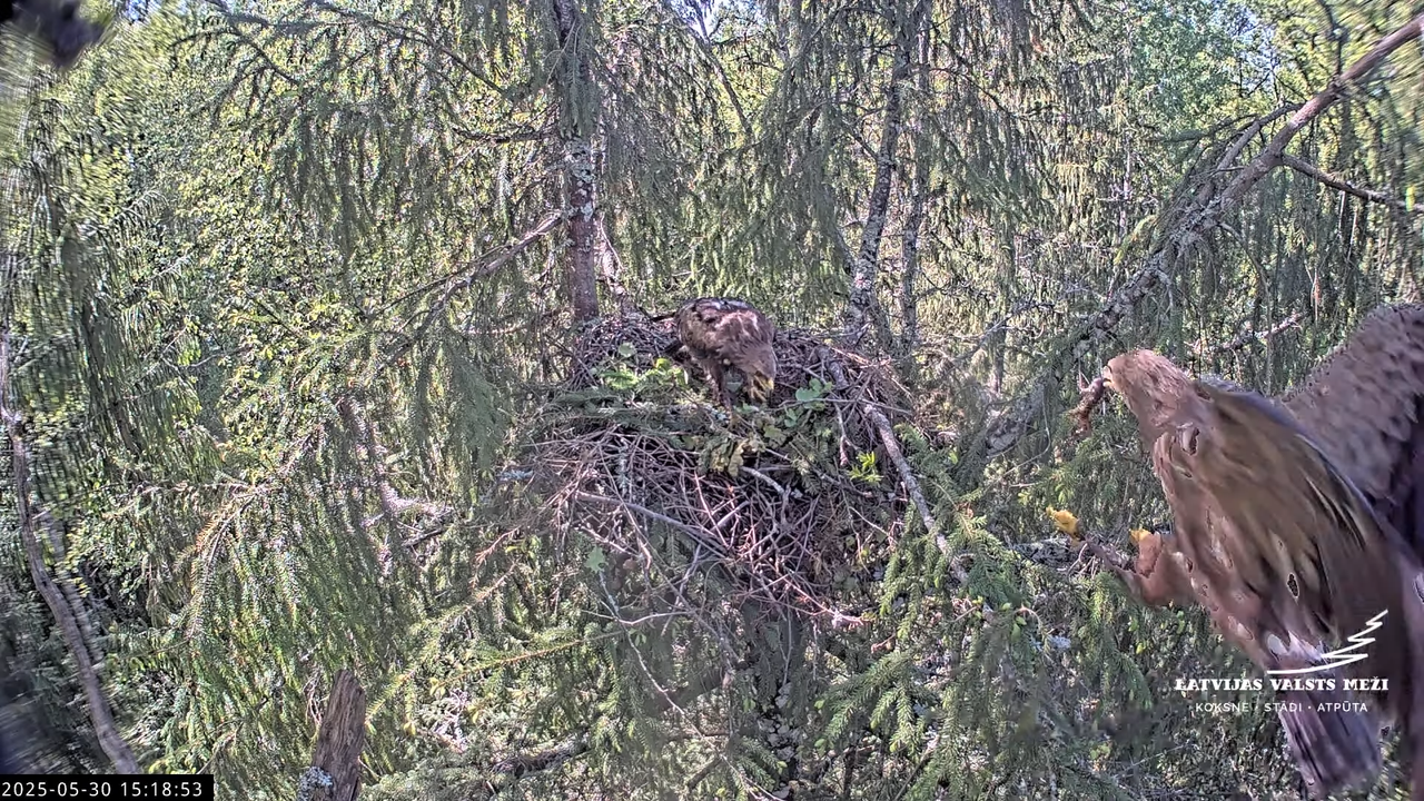 LVM mazais ērglis Lisiņa, egle2 – Lesser Spotted Eagle 13-54-53 screenshot (1)