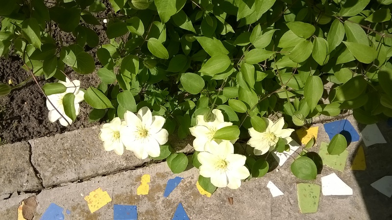 WP_20150516_14_33_30_Pro