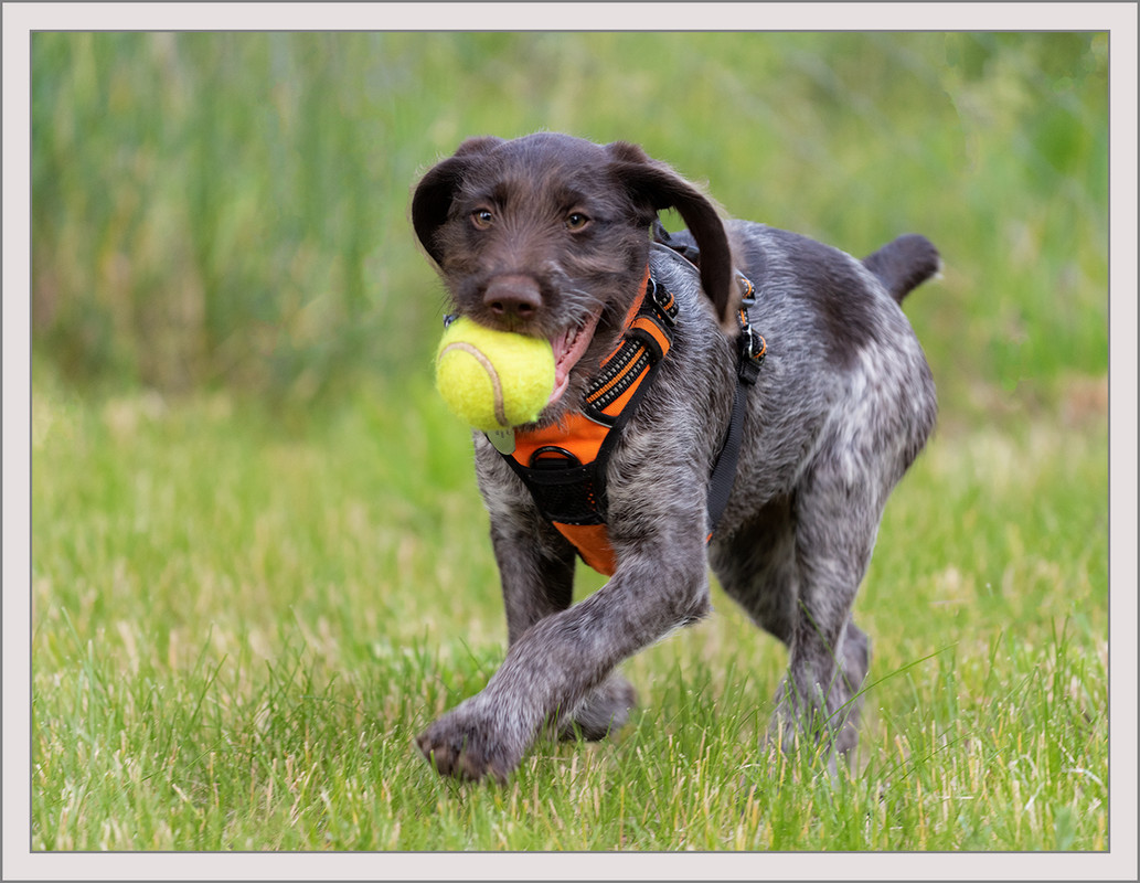 Ed1200Clover 6-10-2019_0059