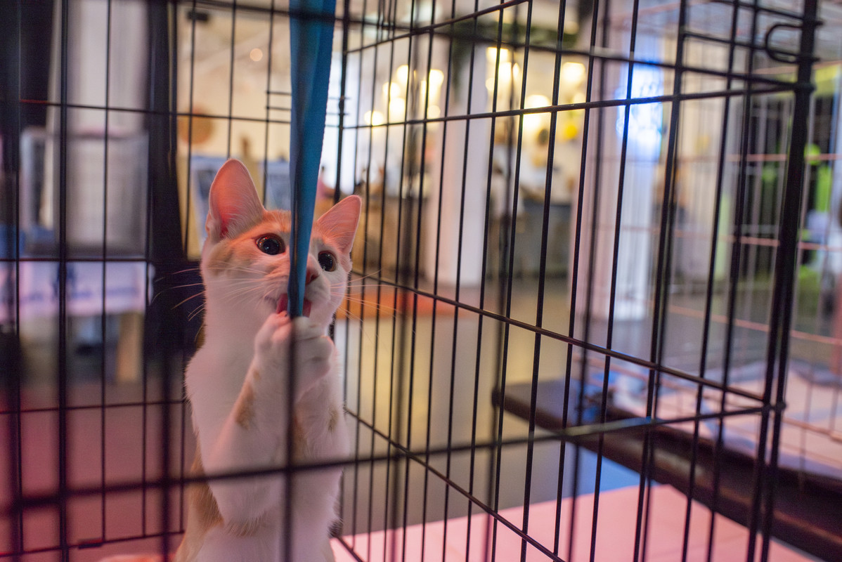 DSC_9763-Улучшено-NR