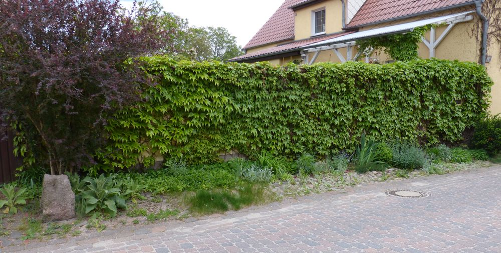 2014-05-08 Straßenbeet