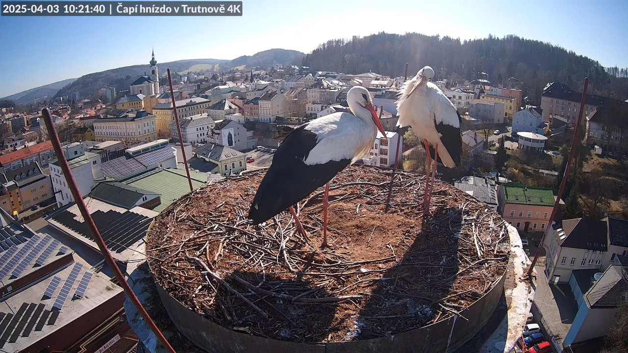 Tiešraidē no stārķa ligzdas uz alus darītavas skursteņa Trutnovā 12-26-25 screenshot