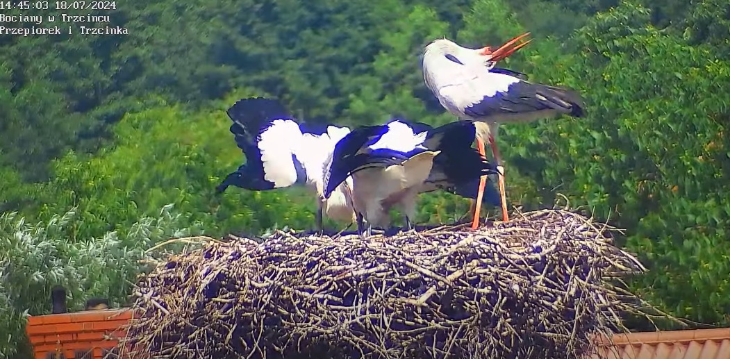 przybylcelebrytazudarem