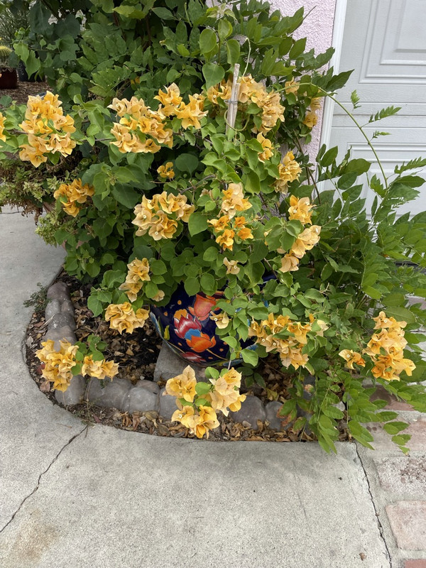 DAFF786-D-9-A15-4-CF2-83-C3-1-D58772-E0-CDB-1-105-c