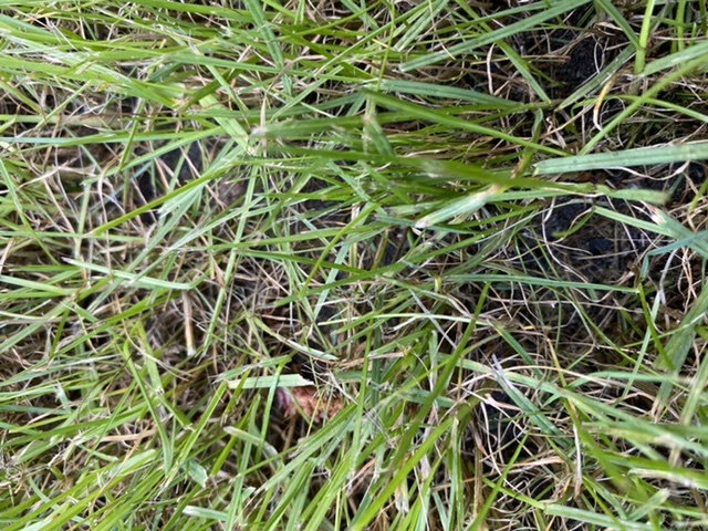 Tall Fescue Blue Grass Mix Bottom Brown The Lawn Forum