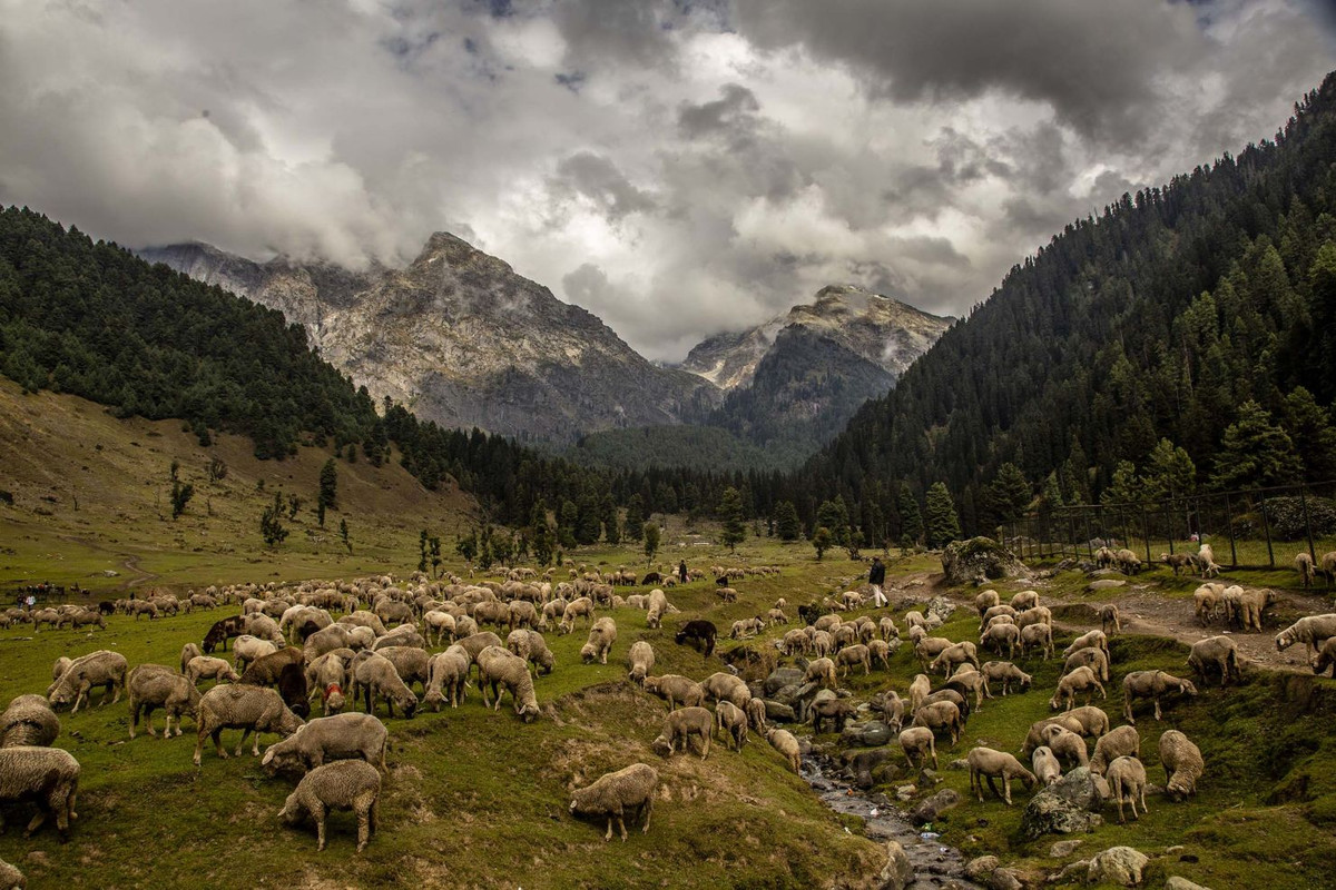 sheep