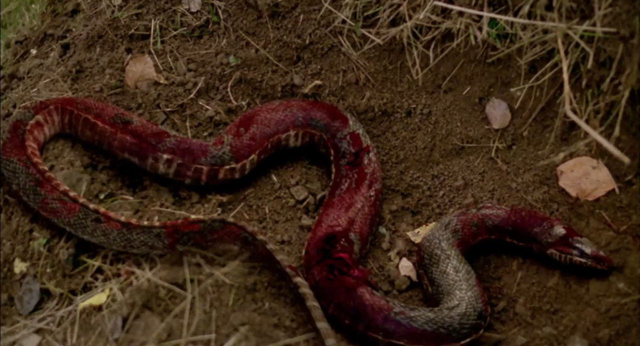 Mega Snake 2007 WebRip [Hindi + Tamil + Telugu + English] 480p, 720p ESub Screenshot