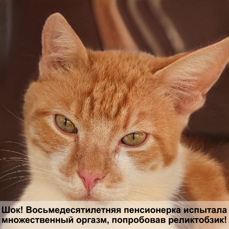 экзотическая кошка черепаший окрас