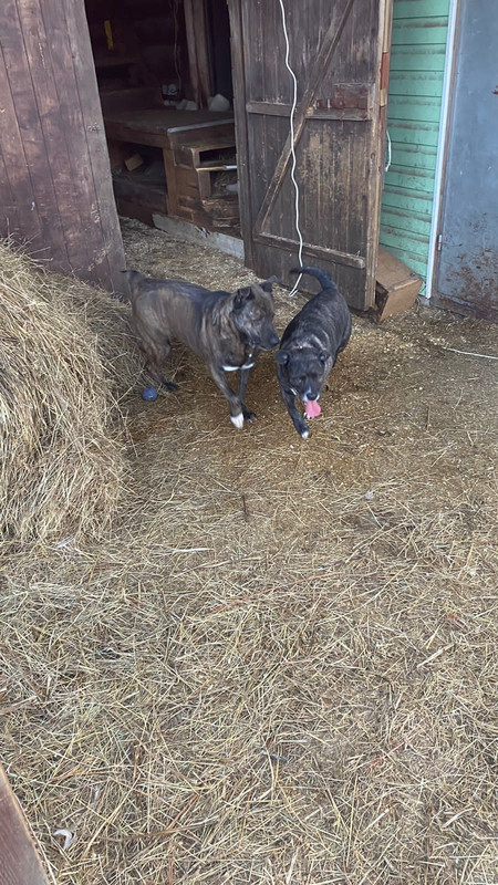 7B0389B8-5146-4CFD-AE7A-6D624F750F30