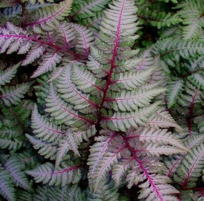 Athyrium nipponicum 'Regal Red'