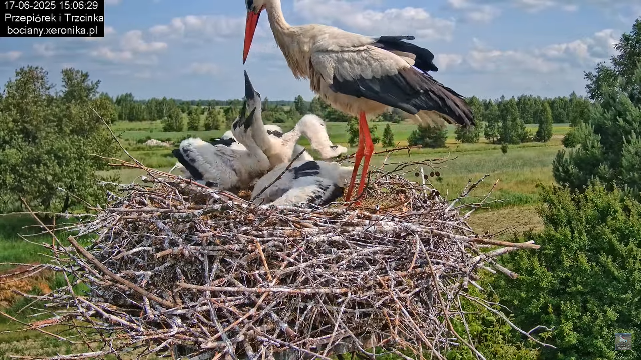 17062025bociany46