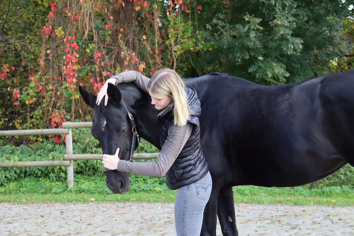 Pferd im Stall
