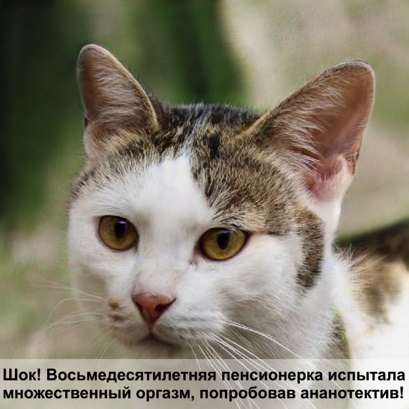 большая пятнистая кошка