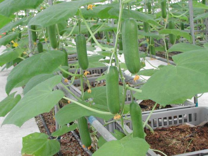 Оптимальная температура выращивания огурцов в теплице секреты урожая