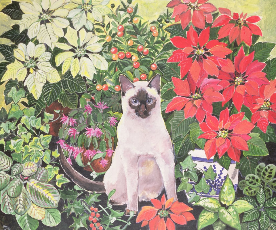 Hilary-Jones-Poinsettias-Meister-Drucke-552196
