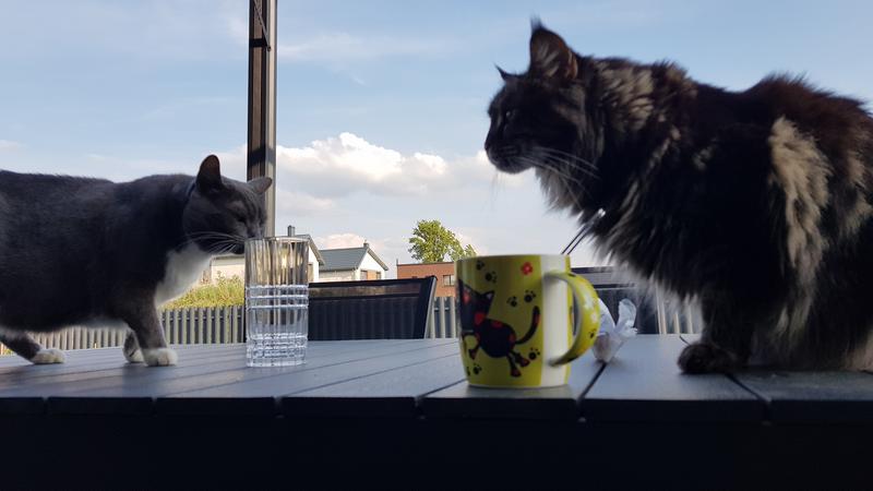 20190525-182903.jpg