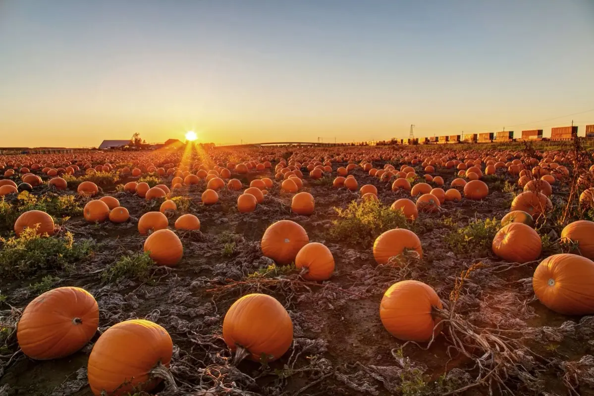 Pumpkins 0034