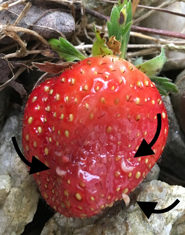 SWDonstrawberry