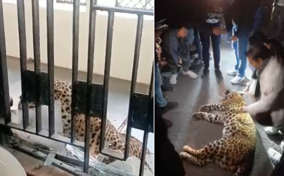 India: Leopardo irrompe in un Tribunale e ferisce diverse persone