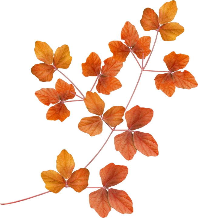 Autumn Witchery (140)