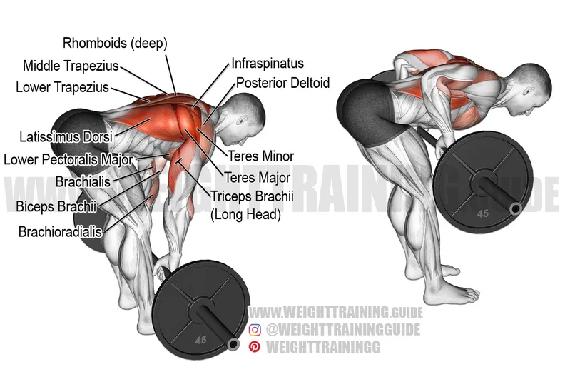 Bent-over Barbell Row