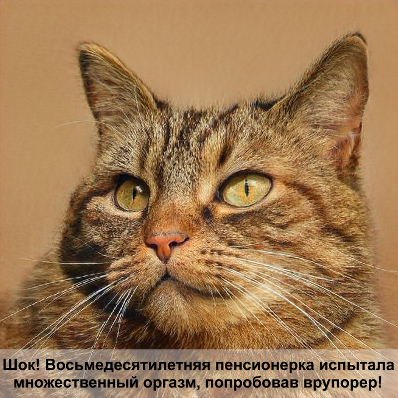 кошка британка тигровый окрас