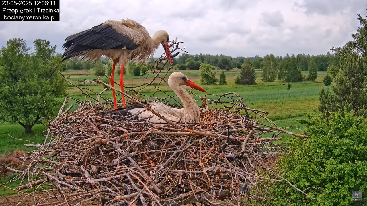 23052025bociany17
