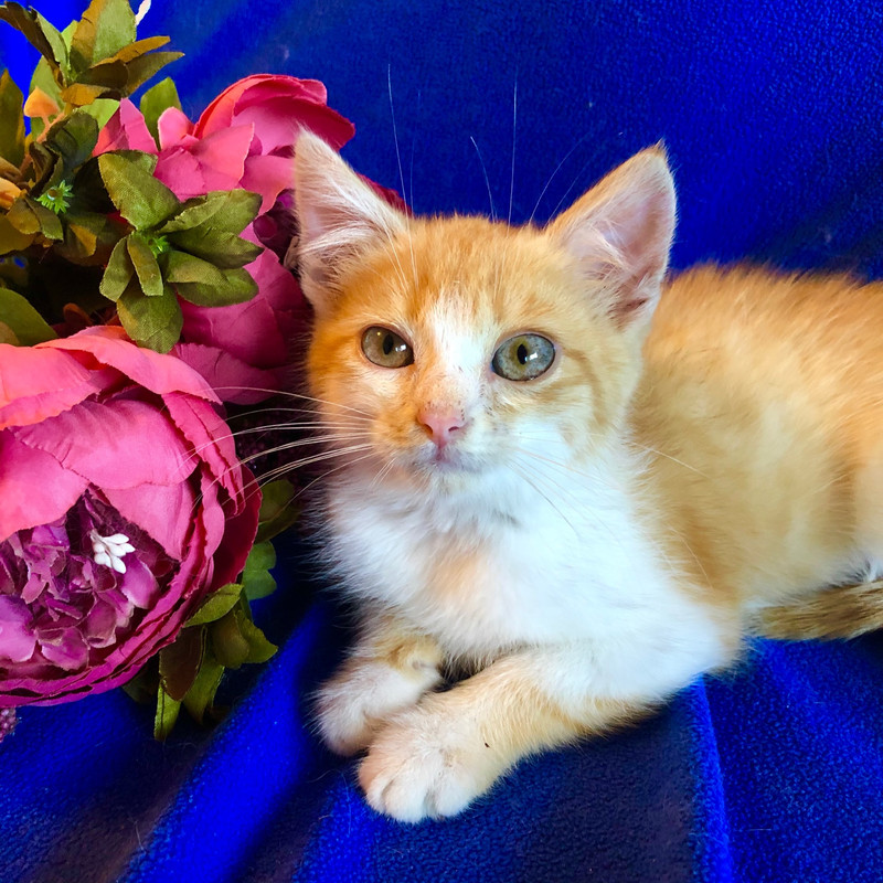 6100887C-0011-4CEB-8993-B4669EAA51B0