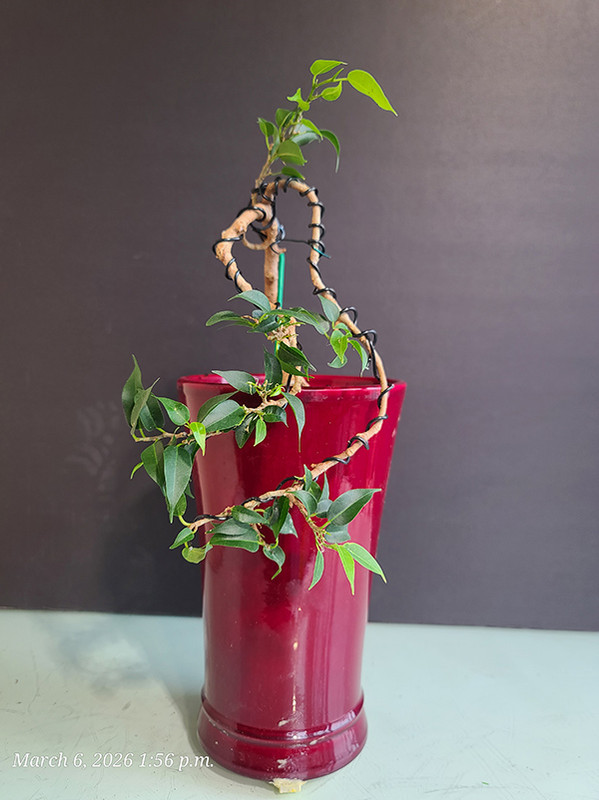 [Image: 20260306-135613.jpg]