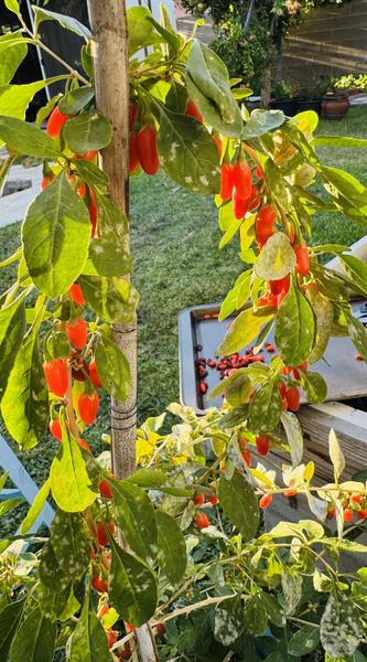 [Image: Full-Size-Render.jpg]