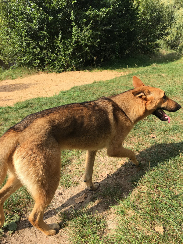 рыжий метис5