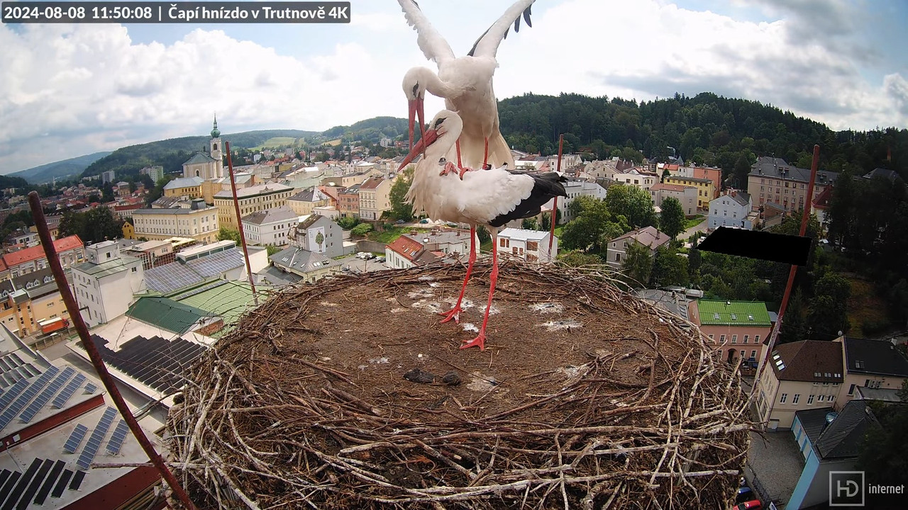 Tiešraidē no stārķa ligzdas uz alus darītavas skursteņa Trutnovā 16-15-29 screenshot
