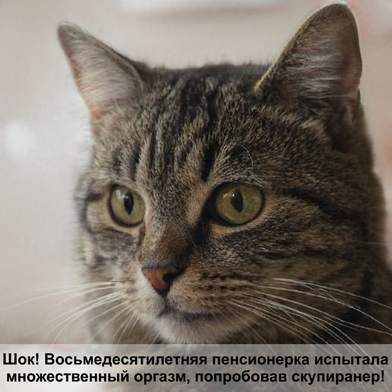 бозита корм для кошек