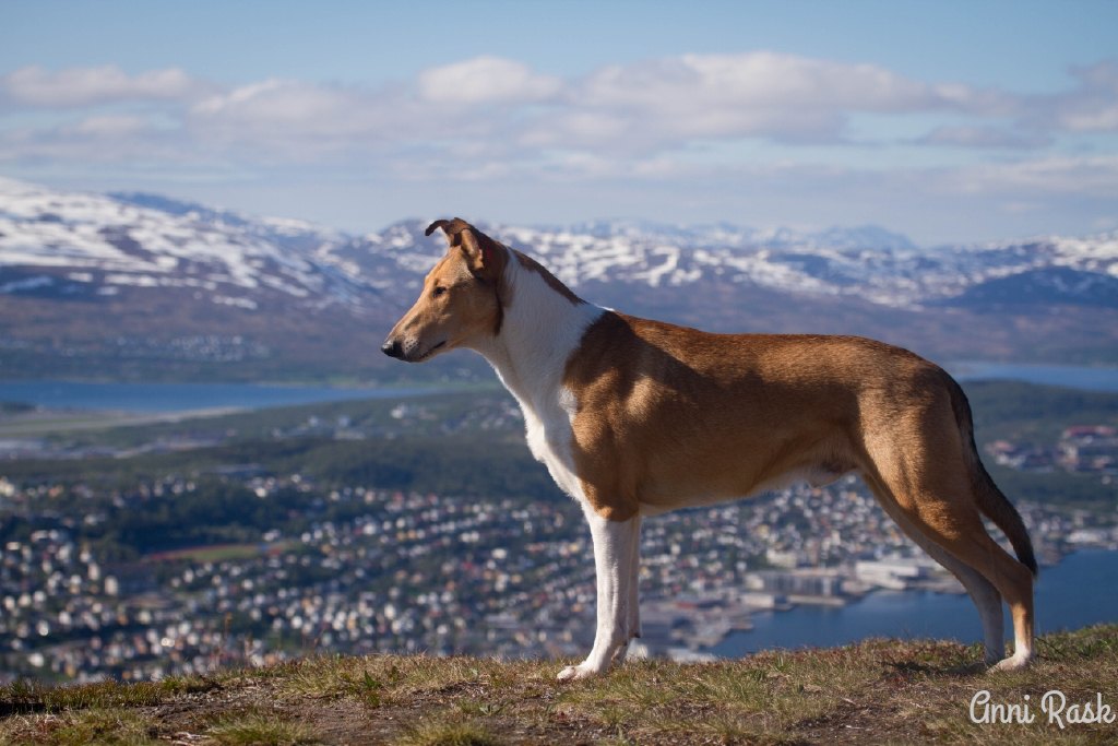 Sileäkarvainen collie, Koiruuksien Tim-Antti
